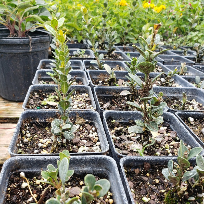 Wintergreen Boxwoods - Advanced Nursery Growers