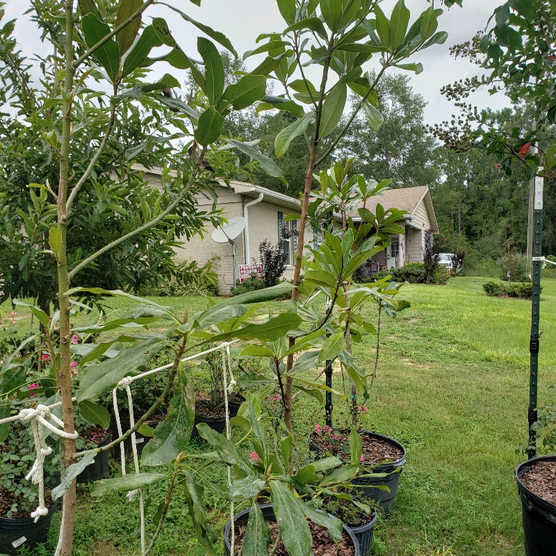 Tree-Southern Magnolia - Advanced Nursery Growers