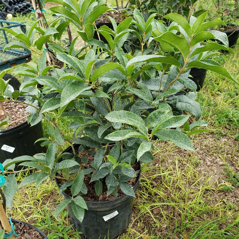 Olive Tea Tree - Advanced Nursery Growers