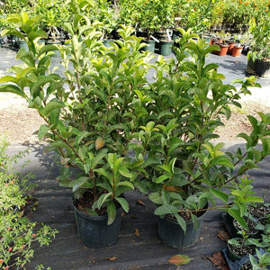 Viburnum Odoratis " Sweet " - Advanced Nursery Growers
