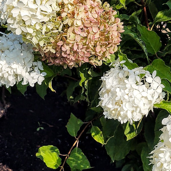 Hydrangea-Oakleaf Hydrangea - Advanced Nursery Growers