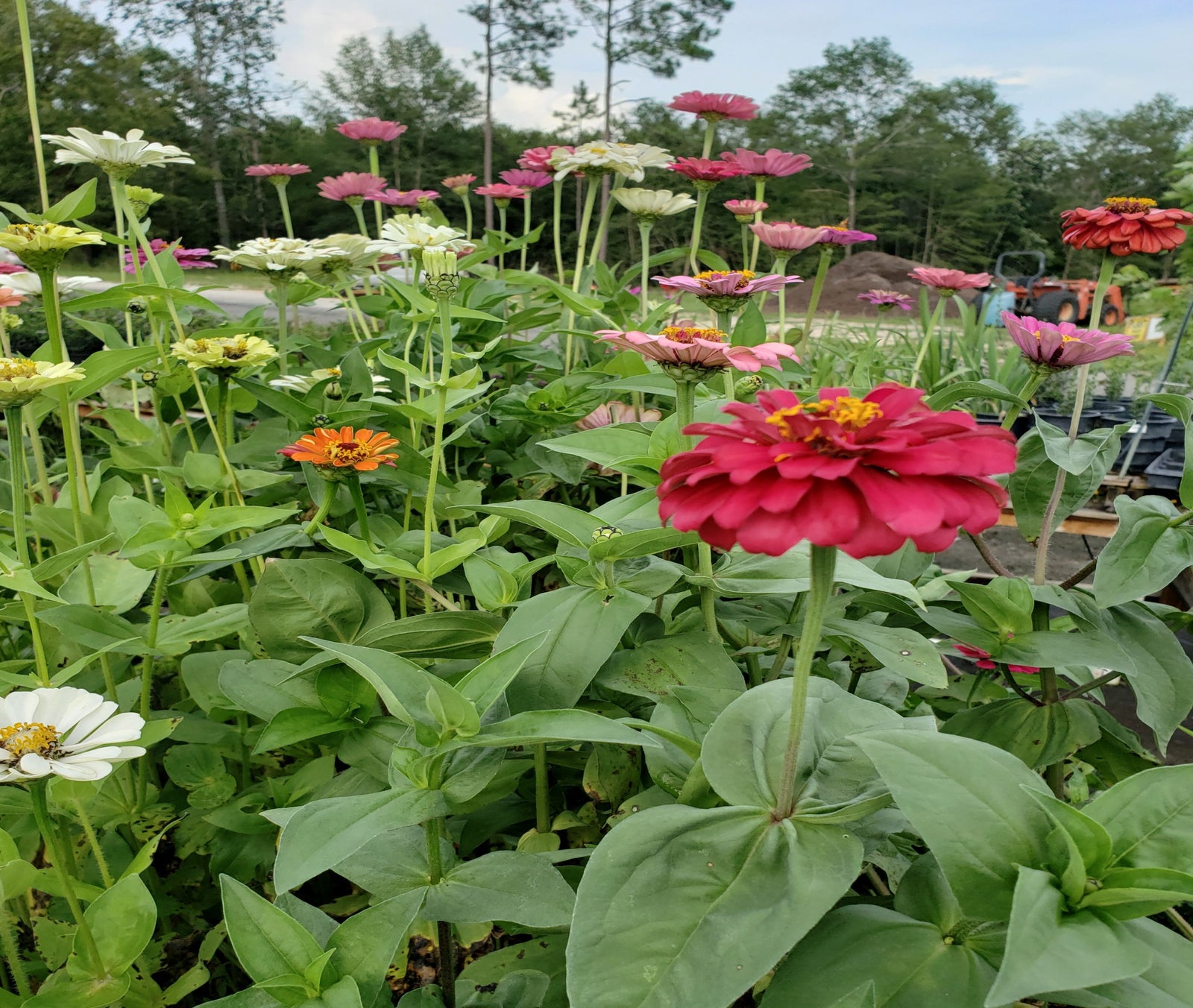 Zinnia 'California Giant' - Advanced Nursery Growers