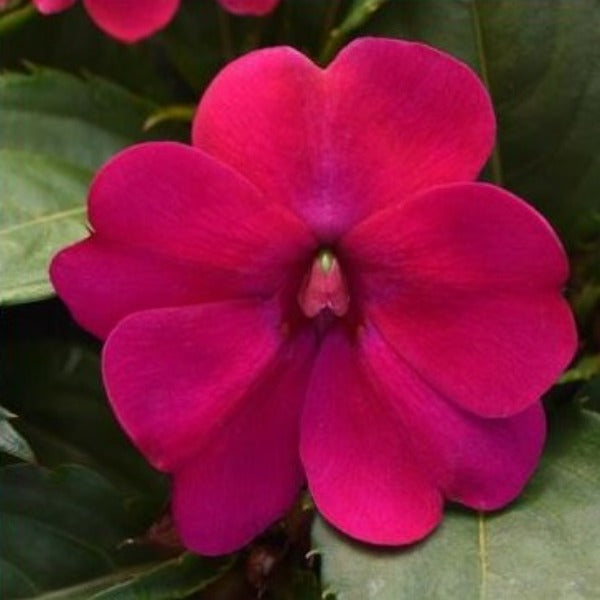 IMPATIENS Solarscape Magenta Bliss - Advanced Nursery Growers
