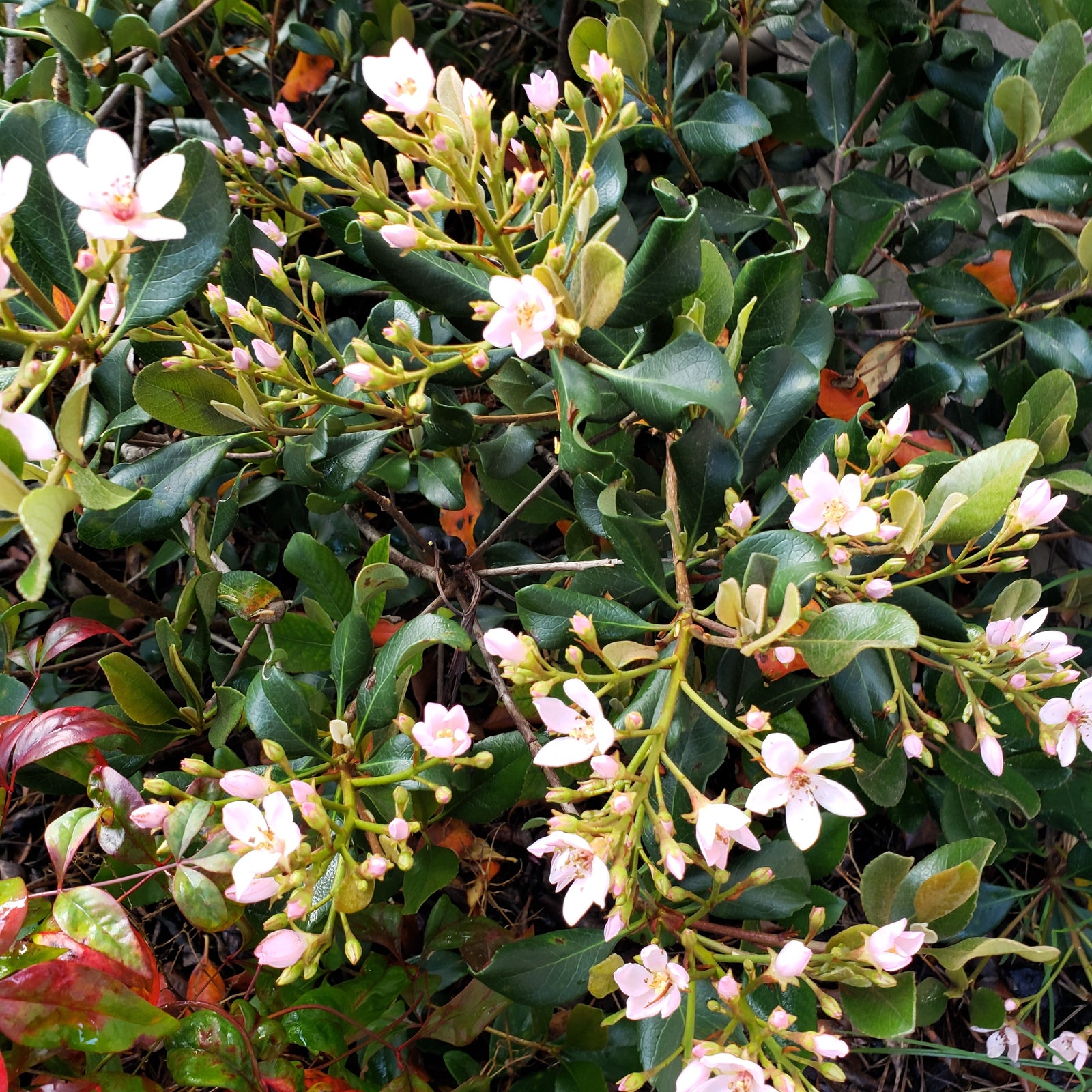 INDIAN HAWTHORNE - Advanced Nursery Growers