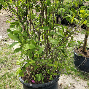 Magnolia Jane - Advanced Nursery Growers