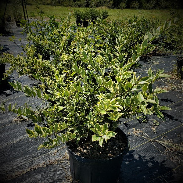 Jack Frost Ligustrum - Advanced Nursery Growers