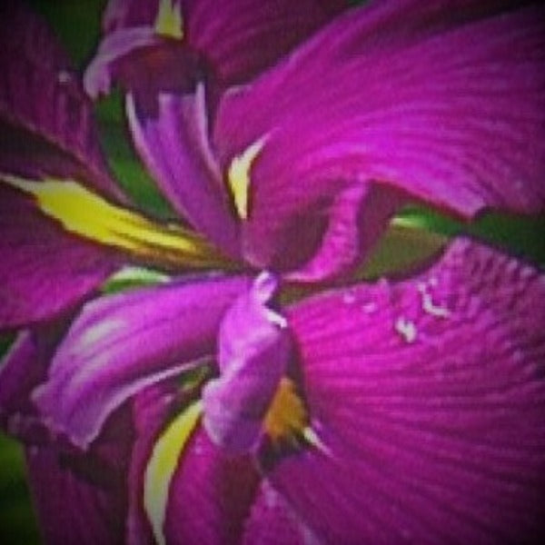 Iris Japanese - Advanced Nursery Growers