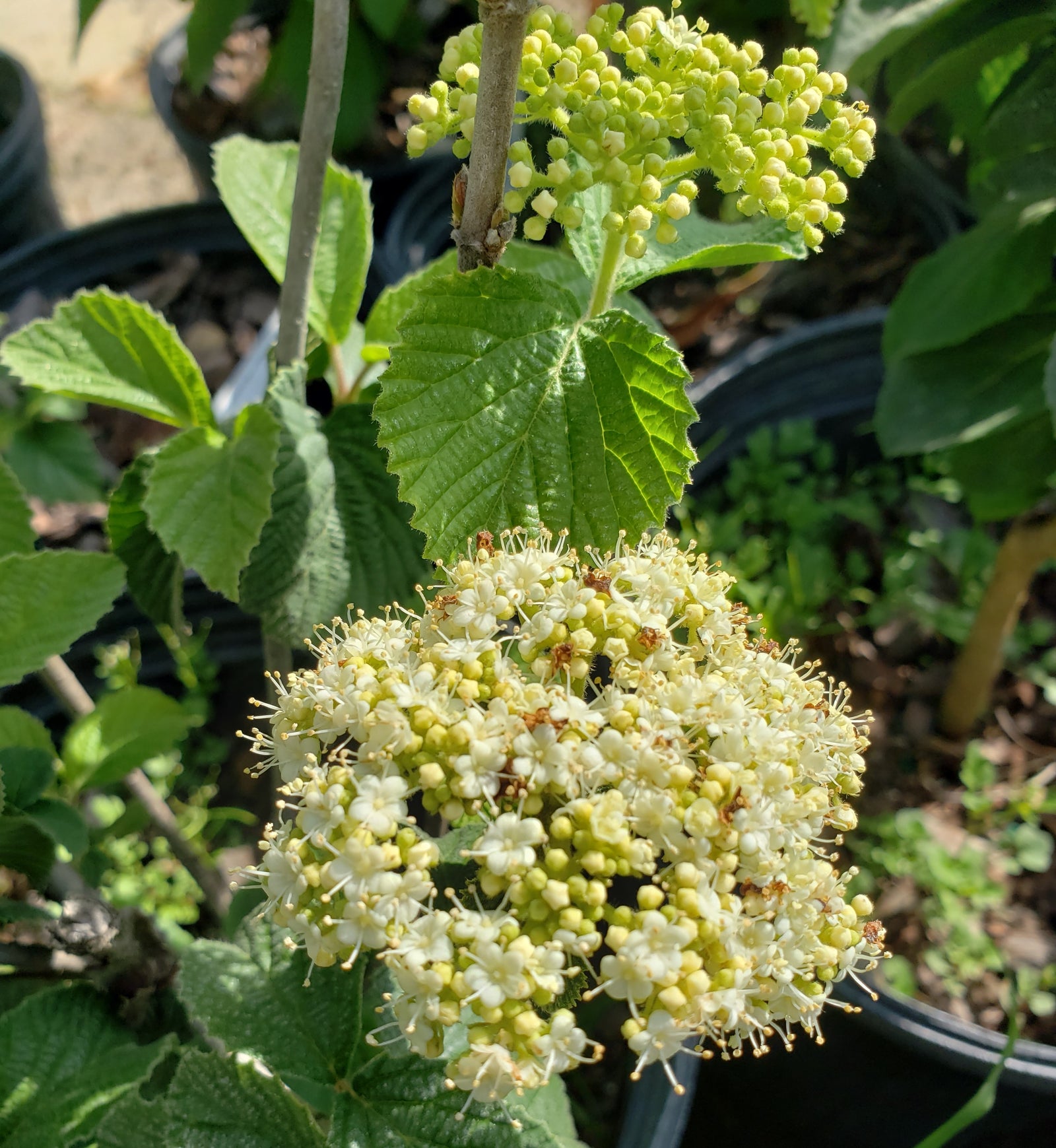 Snowball Carlcephalum Fragrant - Advanced Nursery Growers