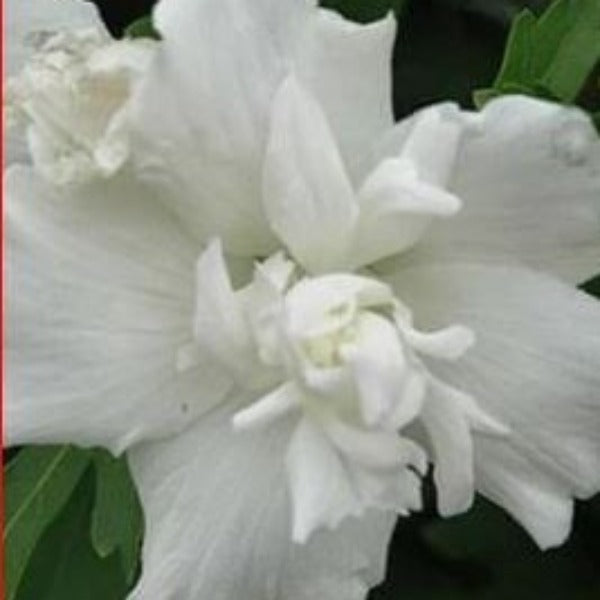 ROSE OF SHARON Jeanne D'Arc - Advanced Nursery Growers