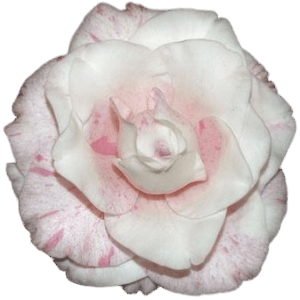 Camellia Jerry WIlson - Advanced Nursery Growers