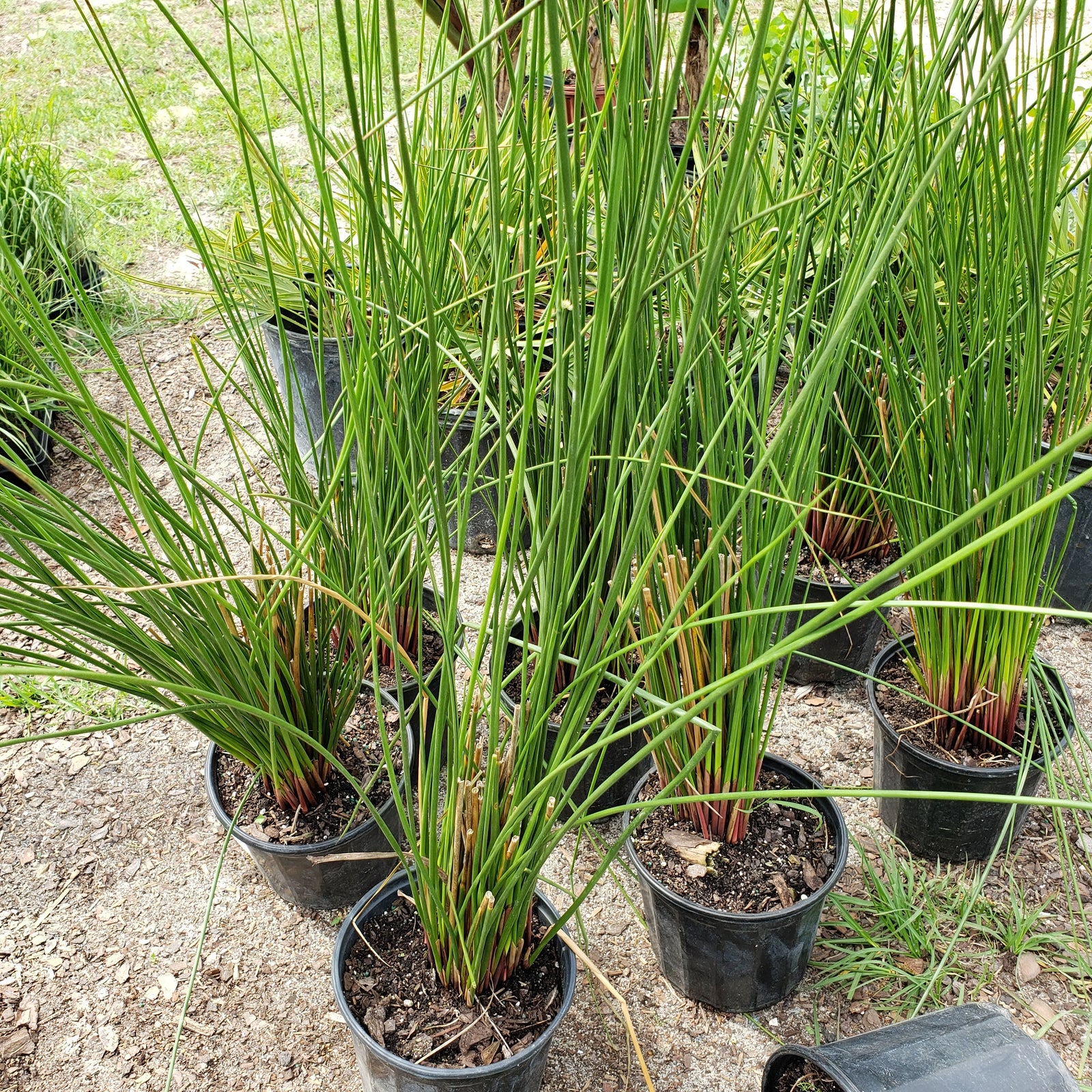 JUNCUS INFLEXUS SOFT RUSH NATIVE - Advanced Nursery Growers