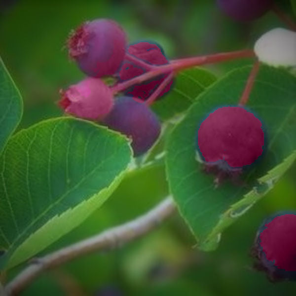 Berry-Saskatoon serviceberry June Berry - Advanced Nursery Growers