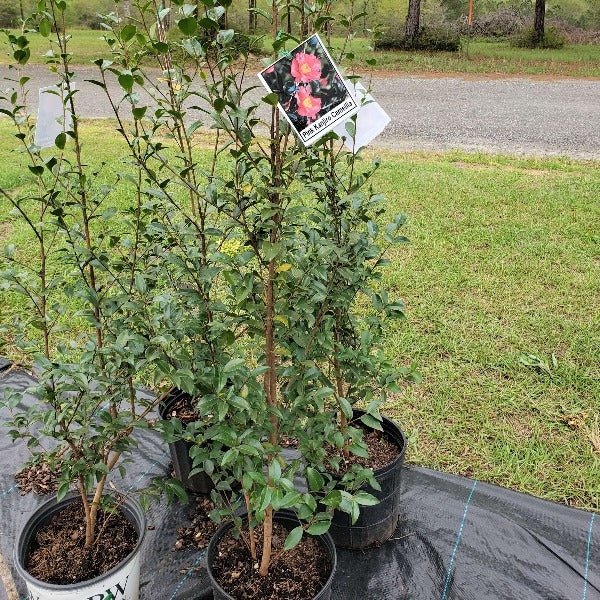 CAMELLIA Kanjiro - Advanced Nursery Growers