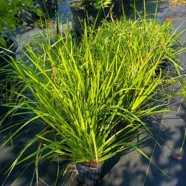 Katrinus Deluxe Lomandra with arching pine-green foliage for sale at Advanced Nursery Growers in DeFuniak Springs, Florida