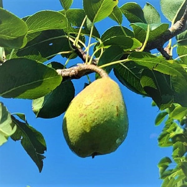 Kieffer Pear Tree for sale at Advanced Nursery Growers in DeFuniak Springs, Florida