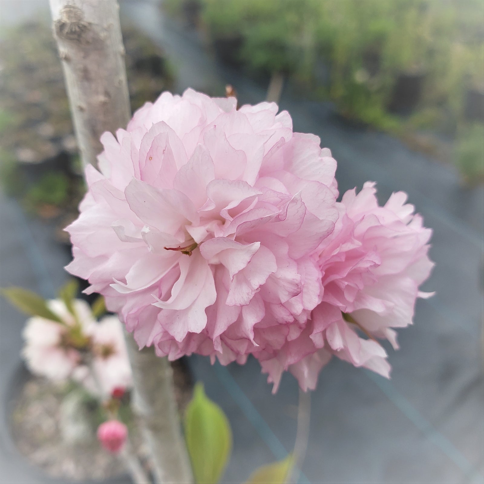 CHERRY TREE Kwanzan - Advanced Nursery Growers