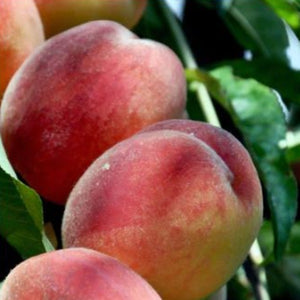 LAFLECIANA PEACH - Advanced Nursery Growers