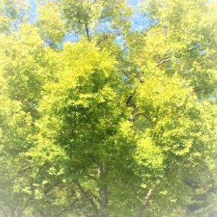 Lacebark Elm Tree - Advanced Nursery Growers