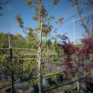 Maple Japanese Lace Leaf Green - Advanced Nursery Growers