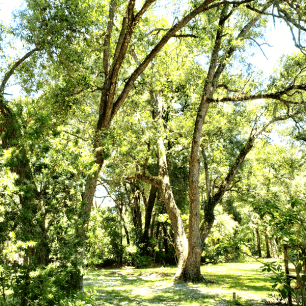 LIVE OAK NATIVE - Advanced Nursery Growers