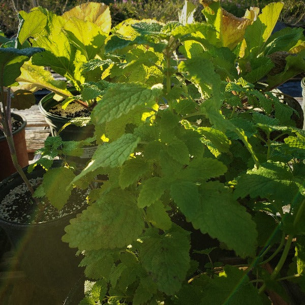 Herb - Lemon balm - Advanced Nursery Growers
