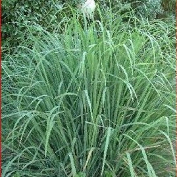 Grass-LEMON GRASS - Advanced Nursery Growers