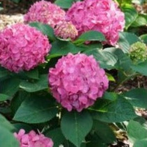 HYDRANGEA LET'S DANCE ARIBA - Advanced Nursery Growers