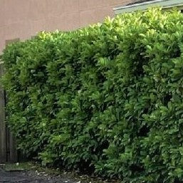 LIGUSTRUM Green - Advanced Nursery Growers