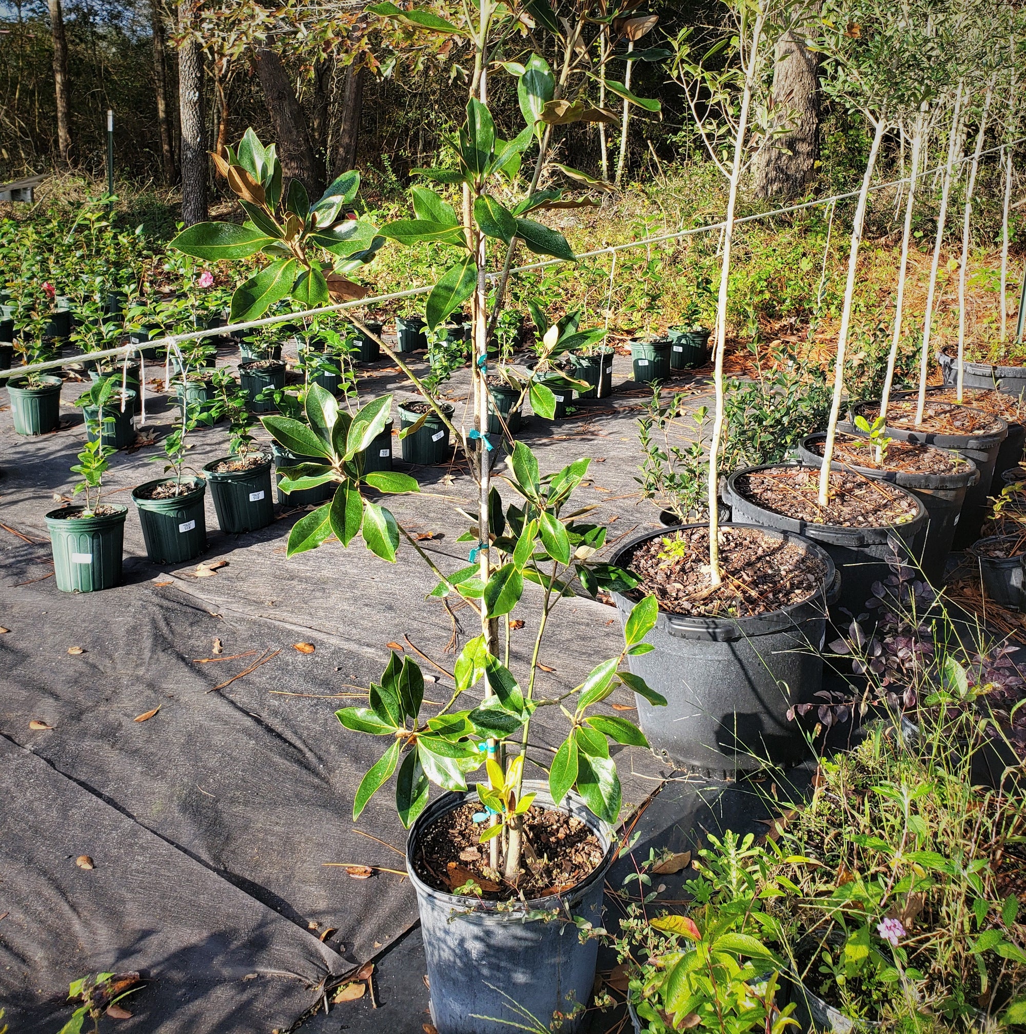 Magnolia Little Gem - Advanced Nursery Growers