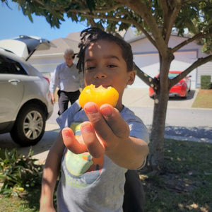 Loquat Tree for sale at Advanced Nursery Growers in DeFuniak Springs Florida