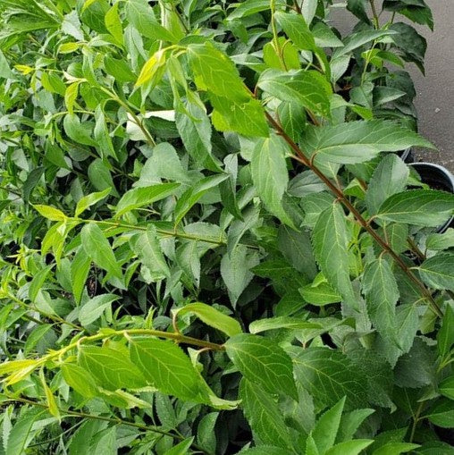 Lynwood Gold Forsynthia - Advanced Nursery Growers
