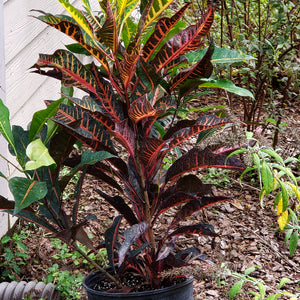 CROTON Magnificent - Advanced Nursery Growers