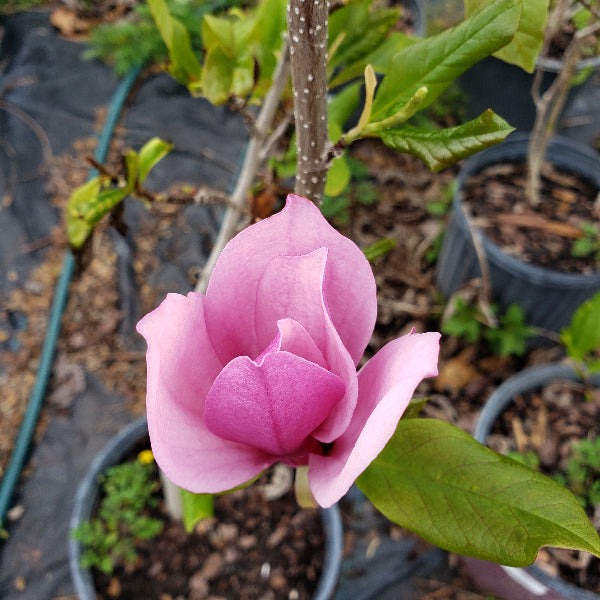 Magnoloa Lily - Advanced Nursery Growers