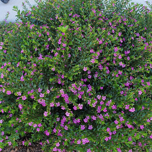 Mexican Heather Purple - Advanced Nursery Growers
