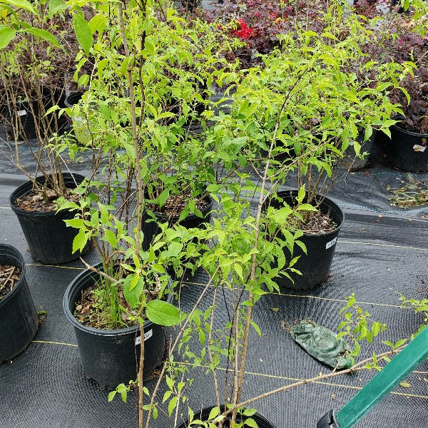 MOCK ORANGE - Advanced Nursery Growers