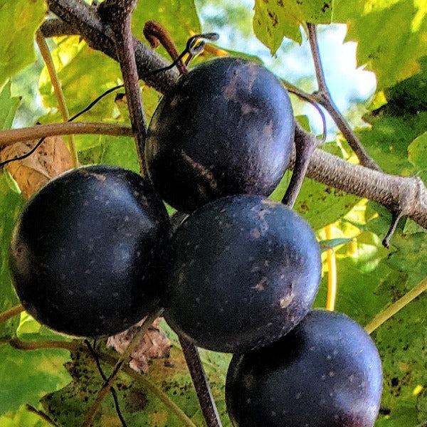 Cowart muscadine vine for North Florida at Advanced Nursery Growers in DeFuniak Springs FL