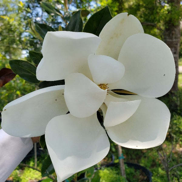 Little Gem Magnolia tree for sale at Advanced Nursery Growers in DeFuniak Springs Florida