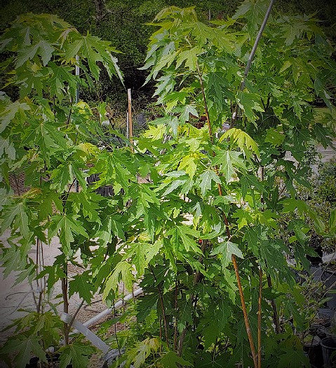 Maple Greenleaf Tree - Advanced Nursery Growers