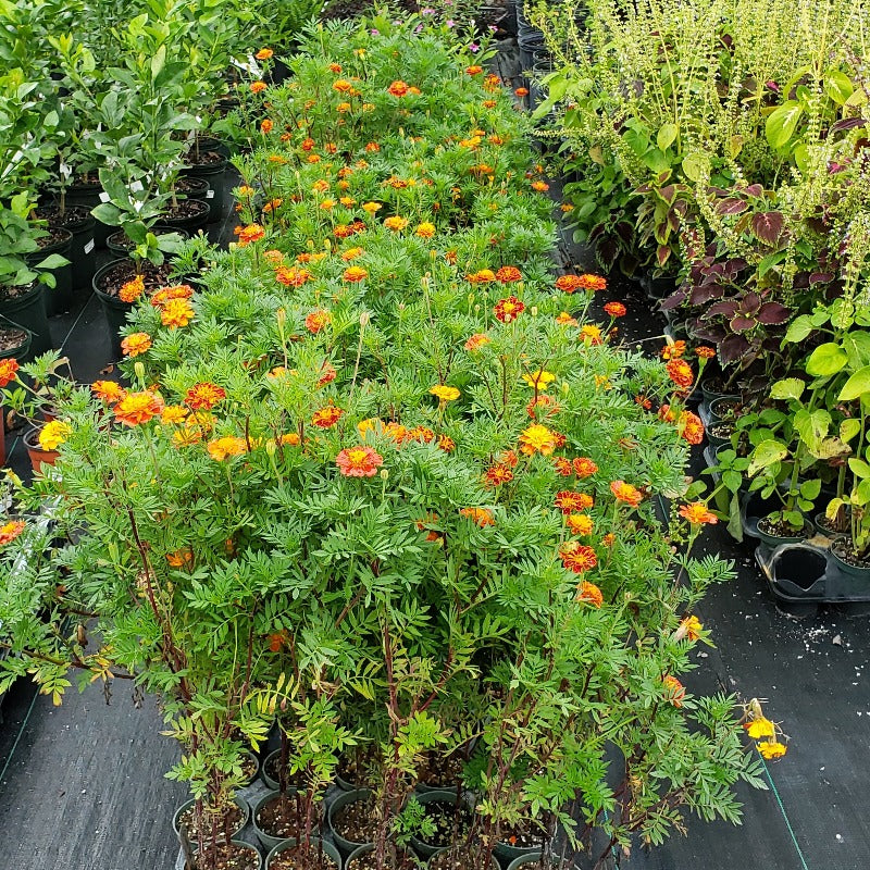 Advanced Nursery Growers: Elevating Expertise in the Horticultural Sector