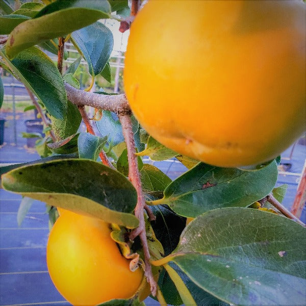Matsumoto Wase Fuyu Persimmon Tree for sale at Advanced Nursery Growers in DeFuniak Springs Florida
