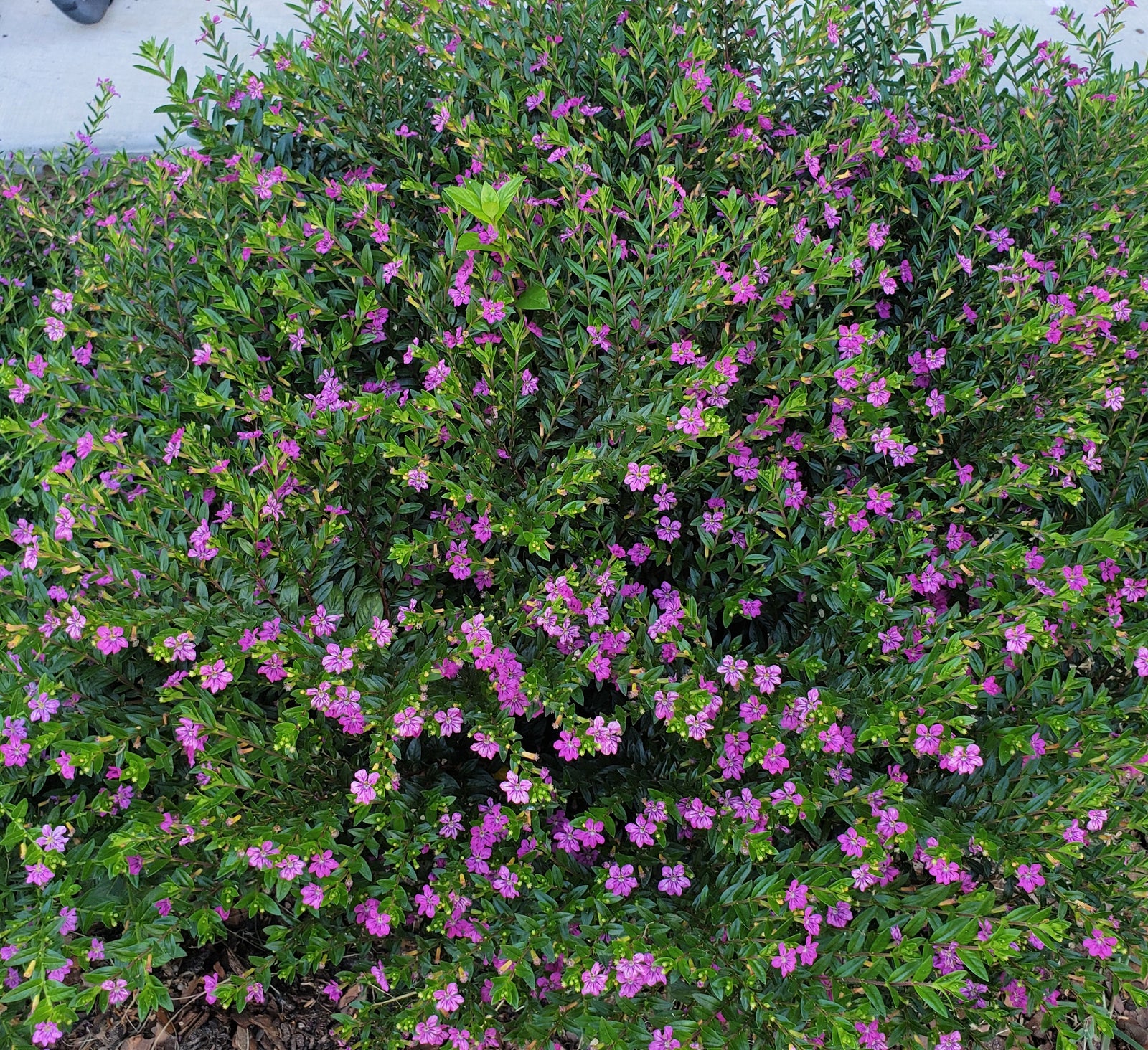 Mexican Heather Purple - Advanced Nursery Growers