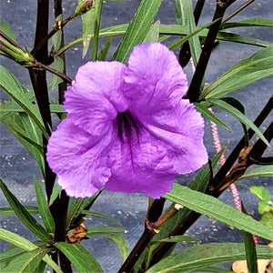 Purple Mexican Petunia plant at Advanced Nursery Growers in DeFuniak Springs, Florida