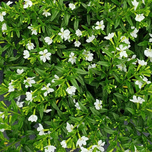 Mexican Heather - Advanced Nursery Growers