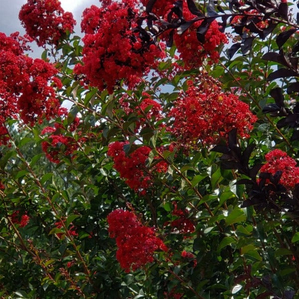 CM-Miss Frances Crape Myrtle ( Miss F ) - Advanced Nursery Growers
