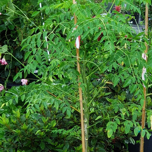Edible-Moringa Tree - Advanced Nursery Growers