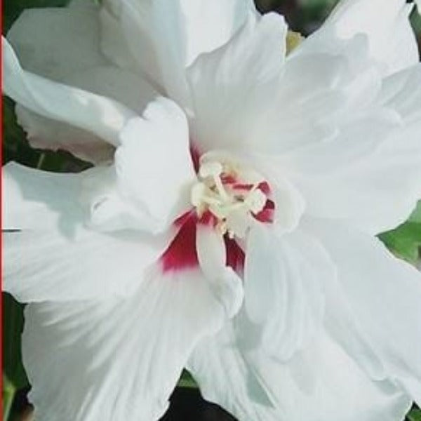 ROSE OF SHARON Morning Star - Advanced Nursery Growers