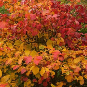 Fothergilla gardenii 'Mount Airy'