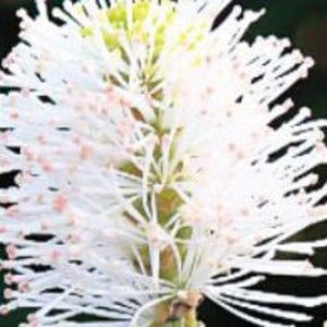 Mt Airy Fothergilla - Advanced Nursery Growers
