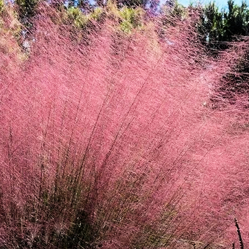 Grass-Muhlenbergia Capillaris " Muhly " Grass - Advanced Nursery Growers