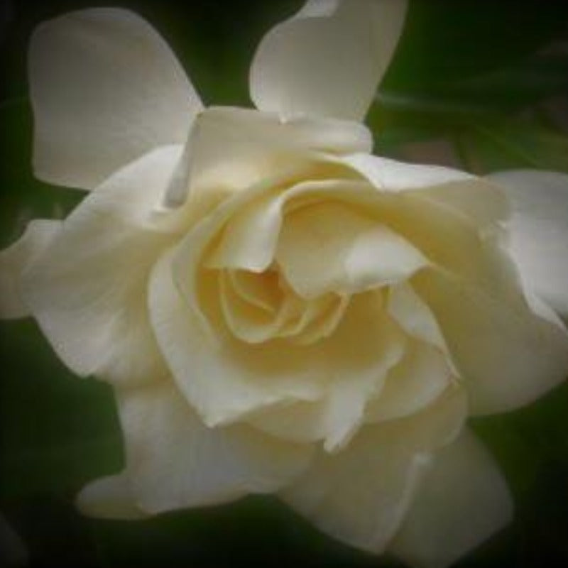 Mystery Gardenia - Advanced Nursery Growers